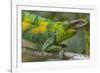 Jackson's three-horned chameleon, Bwindi Impenetrable National Park, Uganda-Art Wolfe-Framed Photographic Print