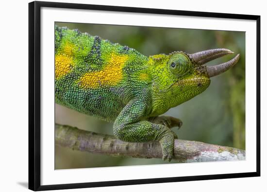 Jackson's three-horned chameleon, Bwindi Impenetrable National Park, Uganda-Art Wolfe-Framed Photographic Print