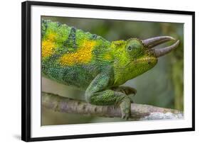 Jackson's three-horned chameleon, Bwindi Impenetrable National Park, Uganda-Art Wolfe-Framed Photographic Print