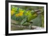 Jackson's three-horned chameleon, Bwindi Impenetrable National Park, Uganda-Art Wolfe-Framed Photographic Print