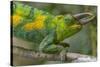 Jackson's three-horned chameleon, Bwindi Impenetrable National Park, Uganda-Art Wolfe-Stretched Canvas