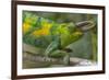 Jackson's three-horned chameleon, Bwindi Impenetrable National Park, Uganda-Art Wolfe-Framed Photographic Print