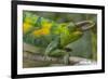 Jackson's three-horned chameleon, Bwindi Impenetrable National Park, Uganda-Art Wolfe-Framed Photographic Print