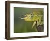 Jackson's Three-horned Chameleon-Maresa Pryor-Framed Photographic Print