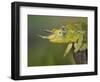 Jackson's Three-horned Chameleon-Maresa Pryor-Framed Photographic Print