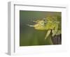 Jackson's Three-horned Chameleon-Maresa Pryor-Framed Photographic Print