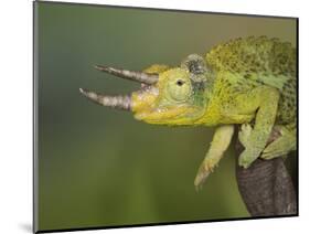Jackson's Three-horned Chameleon-Maresa Pryor-Mounted Photographic Print