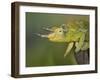 Jackson's Three-horned Chameleon-Maresa Pryor-Framed Photographic Print