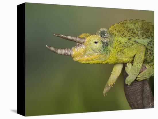 Jackson's Three-horned Chameleon-Maresa Pryor-Stretched Canvas