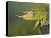 Jackson's Three-horned Chameleon-Maresa Pryor-Stretched Canvas