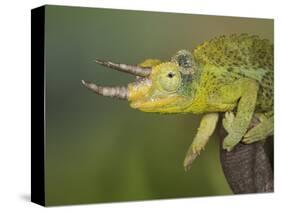 Jackson's Three-horned Chameleon-Maresa Pryor-Stretched Canvas