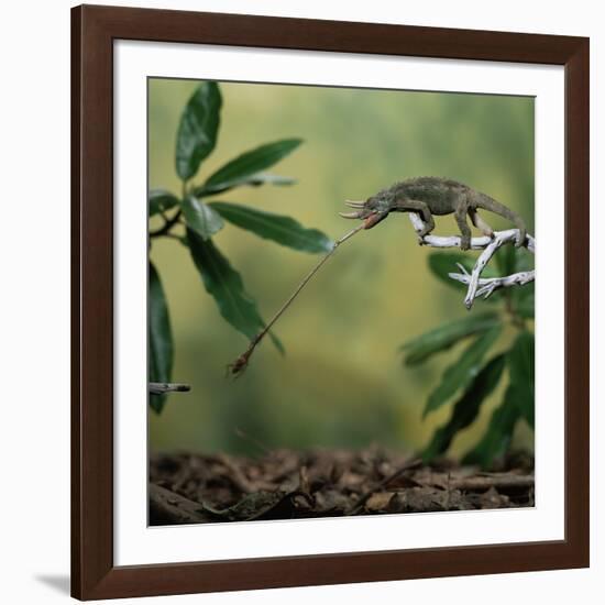 Jacksons 3-Horned Chameleon (Chamaeleo Jacksonii) Catching Cricket With Tongue. Captive-Kim Taylor-Framed Photographic Print
