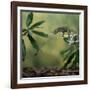 Jacksons 3-Horned Chameleon (Chamaeleo Jacksonii) Catching Cricket With Tongue. Captive-Kim Taylor-Framed Photographic Print