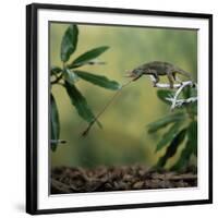 Jacksons 3-Horned Chameleon (Chamaeleo Jacksonii) Catching Cricket With Tongue. Captive-Kim Taylor-Framed Photographic Print