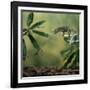 Jacksons 3-Horned Chameleon (Chamaeleo Jacksonii) Catching Cricket With Tongue. Captive-Kim Taylor-Framed Photographic Print