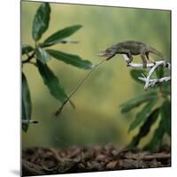 Jacksons 3-Horned Chameleon (Chamaeleo Jacksonii) Catching Cricket With Tongue. Captive-Kim Taylor-Mounted Photographic Print