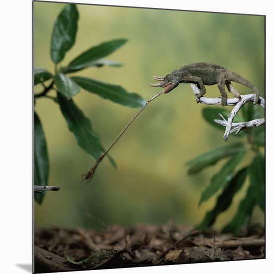 Jacksons 3-Horned Chameleon (Chamaeleo Jacksonii) Catching Cricket With Tongue. Captive-Kim Taylor-Mounted Photographic Print