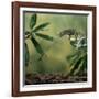 Jacksons 3-Horned Chameleon (Chamaeleo Jacksonii) Catching Cricket With Tongue. Captive-Kim Taylor-Framed Photographic Print