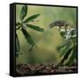 Jacksons 3-Horned Chameleon (Chamaeleo Jacksonii) Catching Cricket With Tongue. Captive-Kim Taylor-Framed Stretched Canvas