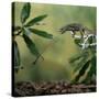Jacksons 3-Horned Chameleon (Chamaeleo Jacksonii) Catching Cricket With Tongue. Captive-Kim Taylor-Stretched Canvas