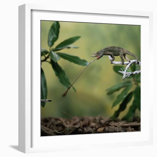 Jacksons 3-Horned Chameleon (Chamaeleo Jacksonii) Catching Cricket With Tongue. Captive-Kim Taylor-Framed Photographic Print