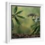 Jacksons 3-Horned Chameleon (Chamaeleo Jacksonii) Catching Cricket With Tongue. Captive-Kim Taylor-Framed Photographic Print