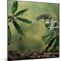 Jacksons 3-Horned Chameleon (Chamaeleo Jacksonii) Catching Cricket With Tongue. Captive-Kim Taylor-Mounted Photographic Print