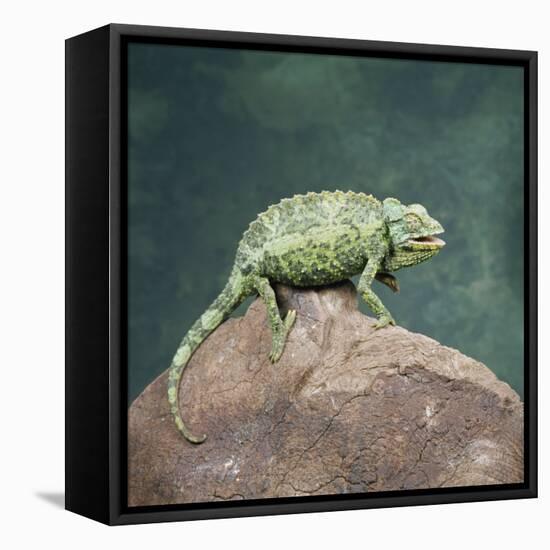 Jacksons Chameleon, Kenya, East Africa, Africa-Robert Harding-Framed Stretched Canvas