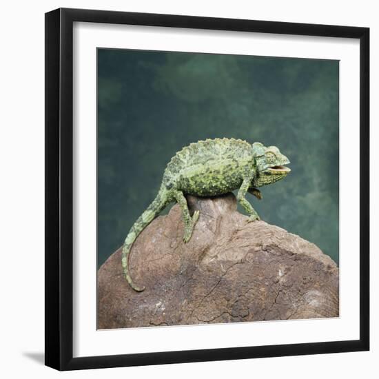 Jacksons Chameleon, Kenya, East Africa, Africa-Robert Harding-Framed Premium Photographic Print