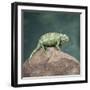 Jacksons Chameleon, Kenya, East Africa, Africa-Robert Harding-Framed Premium Photographic Print