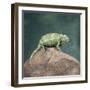 Jacksons Chameleon, Kenya, East Africa, Africa-Robert Harding-Framed Photographic Print