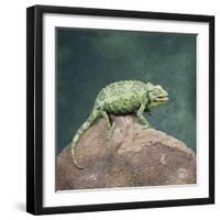 Jacksons Chameleon, Kenya, East Africa, Africa-Robert Harding-Framed Photographic Print