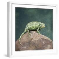 Jacksons Chameleon, Kenya, East Africa, Africa-Robert Harding-Framed Photographic Print