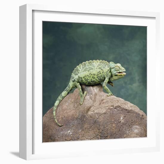 Jacksons Chameleon, Kenya, East Africa, Africa-Robert Harding-Framed Photographic Print