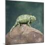 Jacksons Chameleon, Kenya, East Africa, Africa-Robert Harding-Mounted Photographic Print