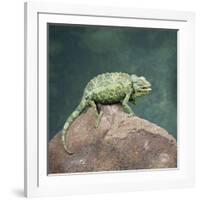 Jacksons Chameleon, Kenya, East Africa, Africa-Robert Harding-Framed Photographic Print