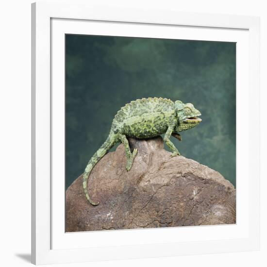 Jacksons Chameleon, Kenya, East Africa, Africa-Robert Harding-Framed Photographic Print