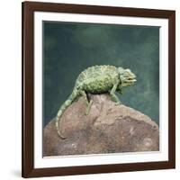 Jacksons Chameleon, Kenya, East Africa, Africa-Robert Harding-Framed Photographic Print