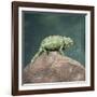 Jacksons Chameleon, Kenya, East Africa, Africa-Robert Harding-Framed Photographic Print