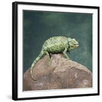 Jacksons Chameleon, Kenya, East Africa, Africa-Robert Harding-Framed Photographic Print