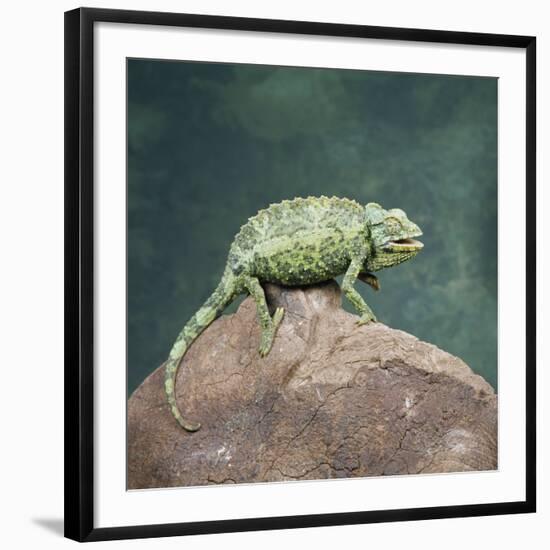 Jacksons Chameleon, Kenya, East Africa, Africa-Robert Harding-Framed Photographic Print