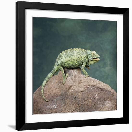 Jacksons Chameleon, Kenya, East Africa, Africa-Robert Harding-Framed Photographic Print