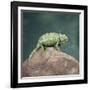 Jacksons Chameleon, Kenya, East Africa, Africa-Robert Harding-Framed Photographic Print