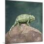 Jacksons Chameleon, Kenya, East Africa, Africa-Robert Harding-Mounted Photographic Print