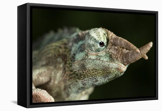 Jacksons Chameleon (Rhinoceros Chameleon) (Trioceros jacksonii), captive, Madagascar, Africa-Janette Hill-Framed Stretched Canvas