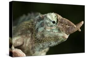 Jacksons Chameleon (Rhinoceros Chameleon) (Trioceros jacksonii), captive, Madagascar, Africa-Janette Hill-Stretched Canvas