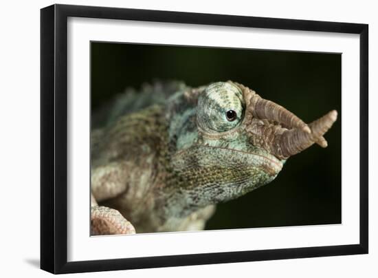 Jacksons Chameleon (Rhinoceros Chameleon) (Trioceros jacksonii), captive, Madagascar, Africa-Janette Hill-Framed Photographic Print