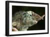 Jacksons Chameleon (Rhinoceros Chameleon) (Trioceros jacksonii), captive, Madagascar, Africa-Janette Hill-Framed Photographic Print