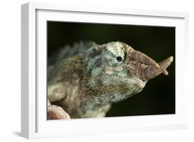 Jacksons Chameleon (Rhinoceros Chameleon) (Trioceros jacksonii), captive, Madagascar, Africa-Janette Hill-Framed Photographic Print