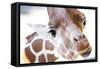 Jacksonville, Florida: a Giraffe Taking a Moment Stares into the Lens for a Photo-Brad Beck-Framed Stretched Canvas